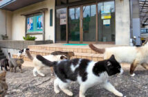 出迎えてくれた猫達