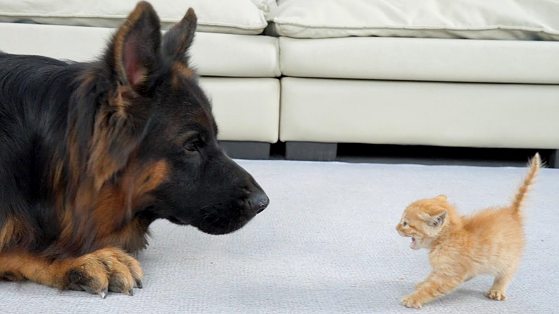 シェパードを警戒する子猫