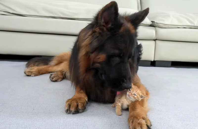 シェパードに毛づくろいされる子猫