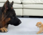 怯えていた保護子猫が再び愛を感じられるように助けたシェパード。その愛情いっぱいの方法に心がポカポカ温まる (*´ェ`*)