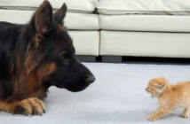 シェパードを警戒する子猫