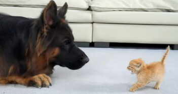 怯えていた保護子猫が再び愛を感じられるように助けたシェパード。その愛情いっぱいの方法に心がポカポカ温まる (*´ｪ｀*)