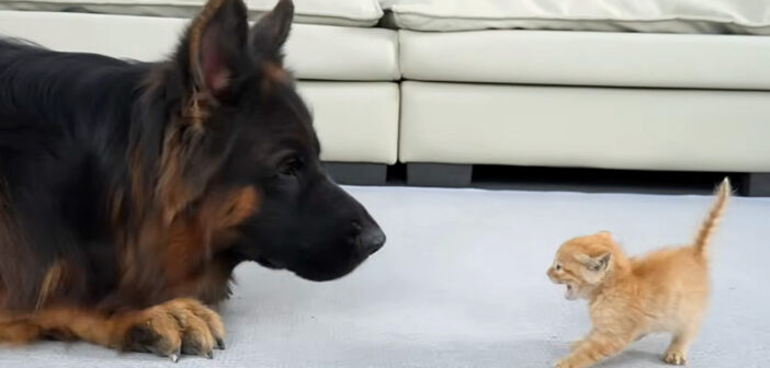 シェパードを警戒する子猫