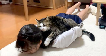 大好きな女の子にスリスリしたくて追いかけ回す猫さん。溢れる気持ちを抑えきれなくて、猛烈に甘える様子が可愛すぎる♡