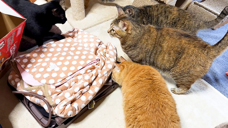 コタツが気になる猫達