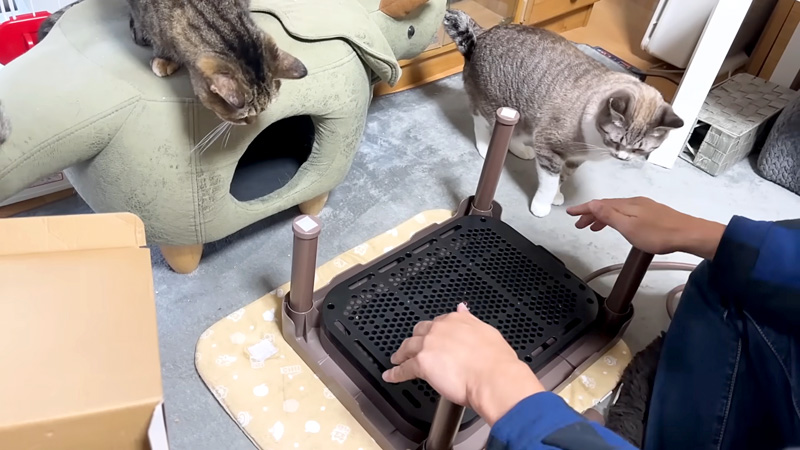 コタツが気になる猫達