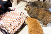 コタツが気になる猫達