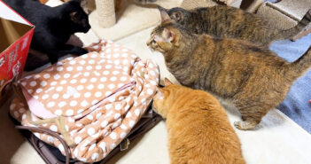 コタツが気になる猫達