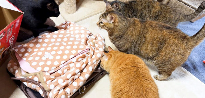 コタツが気になる猫達