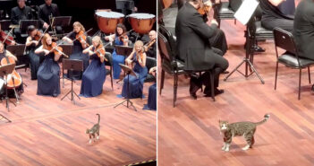 オーケストラに参加する猫
