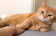 お触り禁止の猫