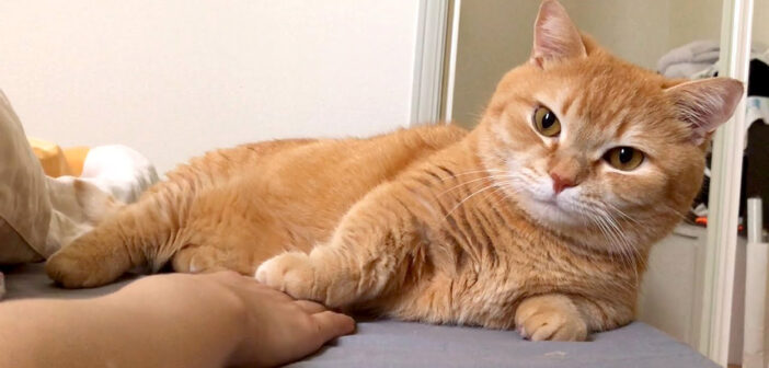 誘ってくるのにお触り禁止の猫さん。モフモフしようとしたら可愛過ぎる抵抗が ( *´艸`)♡