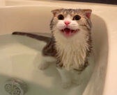 「お湯が足りなーい!」と要求してきた猫さん。お湯で湯船をいっぱいに満たしてあげると、とっても満足したようで…♡