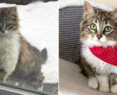 雪の中、暖かそうな屋内生活に憧れて、窓の外から覗き込んできた子猫。優しい人達に願いを叶えてもらうと幸せいっぱいに