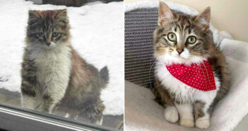 雪の中、暖かそうな屋内生活に憧れて、窓の外から覗き込んできた子猫。優しい人達に願いを叶えてもらうと幸せいっぱいに