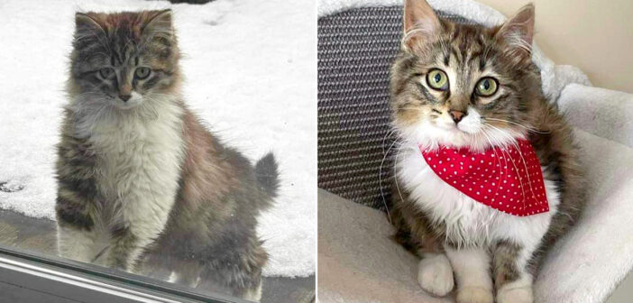 雪の中、暖かそうな屋内生活に憧れて、窓の外から覗き込んできた子猫。優しい人達に願いを叶えてもらうと幸せいっぱいに