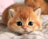 好奇心が溢れ出したヤンチャな子猫。お父さんに見守られながら元気いっぱいに遊ぶ姿にキュンとする ( *´艸｀)♡