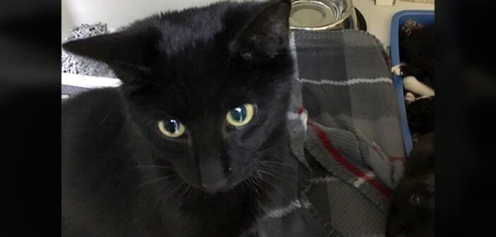 子猫達を守っていた猫