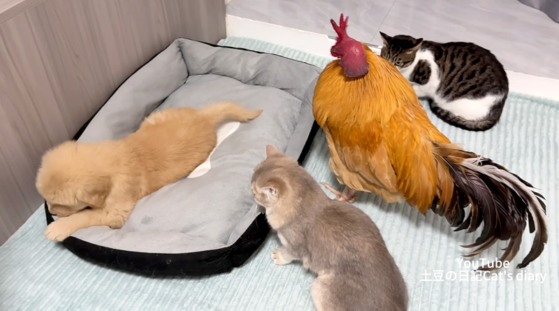 子犬を心配するニワトリと猫達