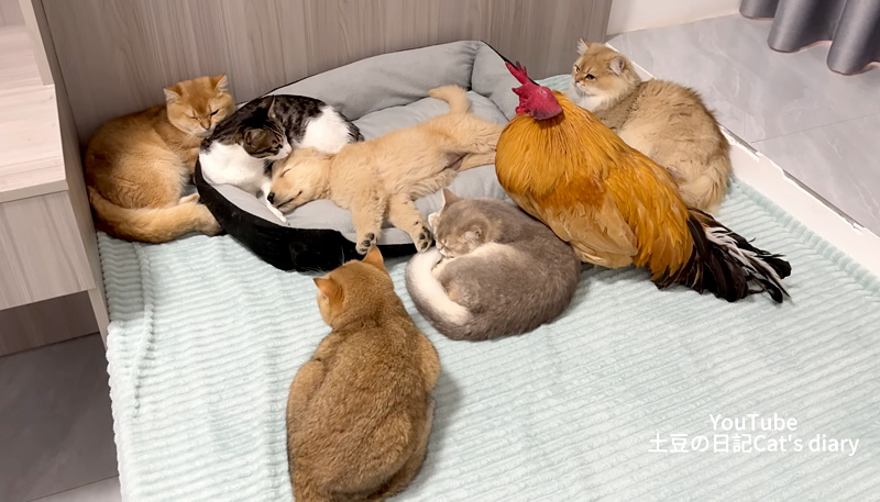 子犬を世話するニワトリと猫達