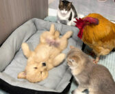 ひとりで過ごしていた子犬が心配で、次々と集まってきたニワトリと猫達。その優しさに子犬も安心したようで… (*´ｪ｀*)