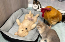 子犬を心配するニワトリと猫達