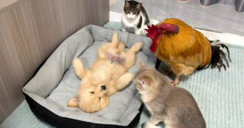 ひとりで過ごしていた子犬が心配で、次々と集まってきたニワトリと猫達。その優しさに子犬も安心したようで… (*´ェ`*)