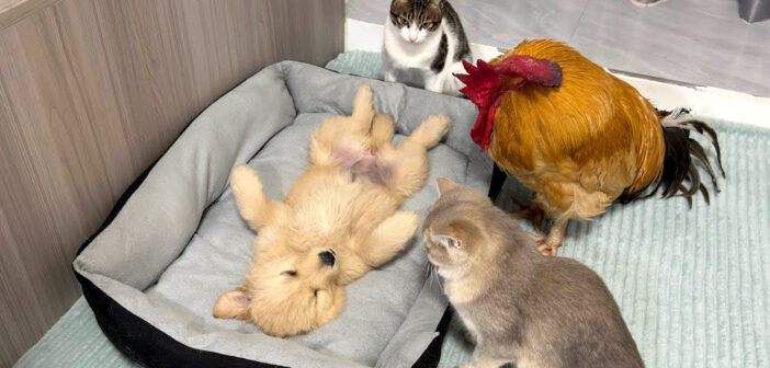 ひとりで過ごしていた子犬が心配で、次々と集まってきたニワトリと猫達。その優しさに子犬も安心したようで… (*´ェ`*)
