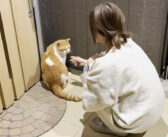 寒空の下、どうしても家の中に入りたい庭猫が玄関前で待ち構えてた！ 家に入れてあげると大胆な行動に出た (*´ｪ｀*)