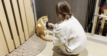 寒い中玄関に現れた庭猫