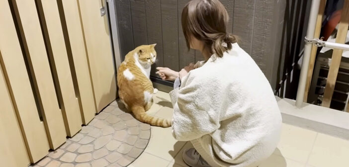 寒空の下、どうしても家の中に入りたい庭猫が玄関前で待ち構えてた！ 家に入れてあげると大胆な行動に出た (*´ｪ｀*)