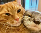 消えた猫を必死になって探し回るカワウソ。やっとのことで見つけた時の反応が凄かった ( *´艸｀)♡