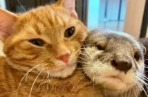 寄り添う猫とカワウソ