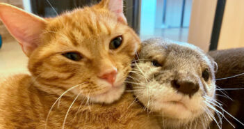 寄り添う猫とカワウソ