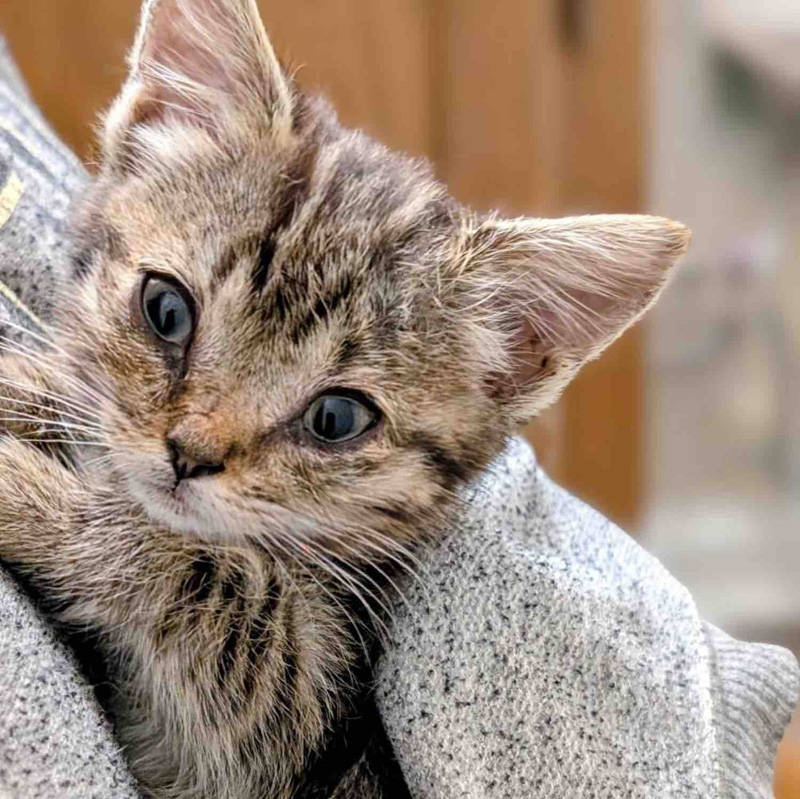 抱っこされた子猫