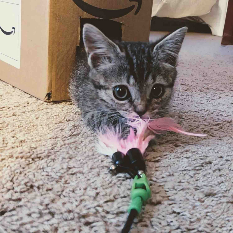 オモチャで遊ぶ子猫