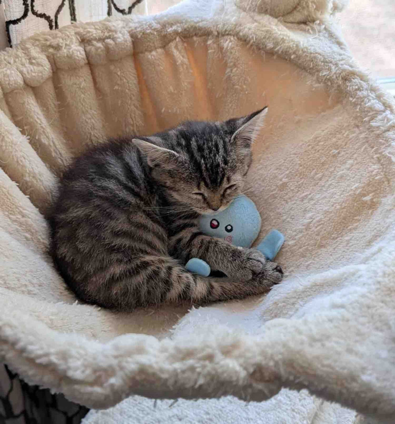 お昼寝する子猫