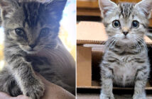 ショッピングセンターで保護された子猫