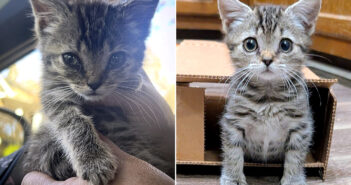 ショッピングセンターで保護された子猫