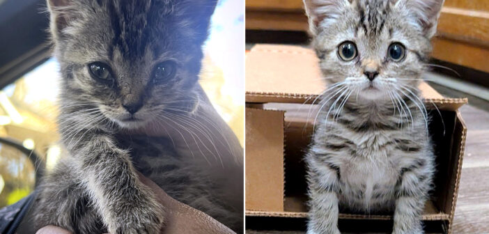 ショッピングセンターで子猫の鳴き声を聞いた女性が、寒空の下にいる子猫を発見。その瞬間から子猫の人生が一変する