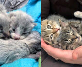 生まれた時は全身が灰色だった4匹の子猫達。保護先で成長するにつれて、体の模様に大きな変化が!