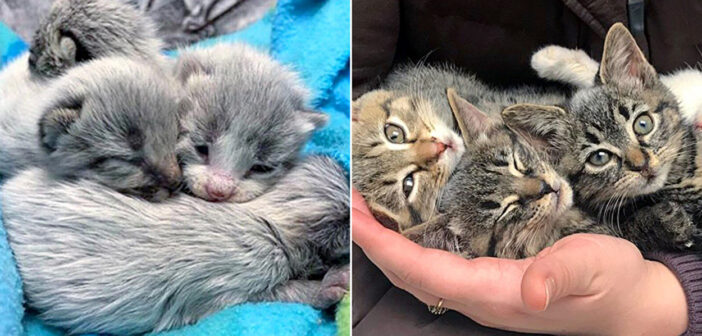 生まれた時は全身が灰色だった4匹の子猫達。保護先で成長するにつれて、体の模様に大きな変化が!