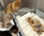 子犬が死んでしまったのではないかと心配した猫達。ヘソ天で寝ているだけだと気付くと、とっても可愛い行動に出た♡