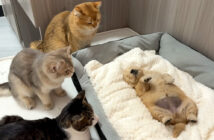 子犬を心配する猫達