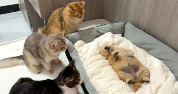 子犬が死んでしまったのではないかと心配した猫達。ヘソ天で寝ているだけだと気付くと、とっても可愛い行動に出た♡