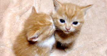 兄弟に寄りかかりながら眠ってしまった子猫。支えていた兄弟の方も限界が近づいてきたようで可愛いことに ( *´艸`)♡