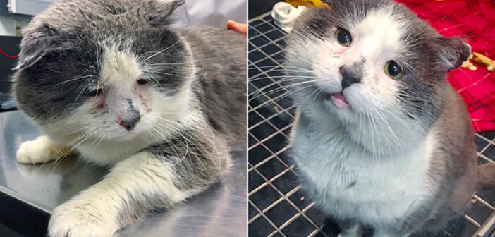 笑顔を取り戻した猫