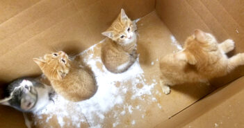 「誰か助けて!」吹雪の中、ダンボール箱の中で鳴いていた4匹の子猫。優しい女性の行動が幼い命を救い出す