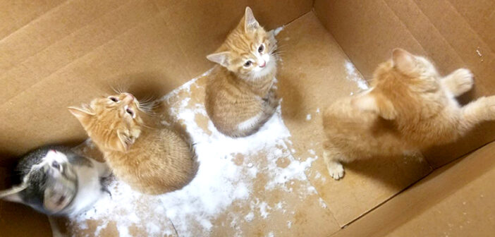 「誰か助けて!」吹雪の中、ダンボール箱の中で鳴いていた4匹の子猫。優しい女性の行動が幼い命を救い出す