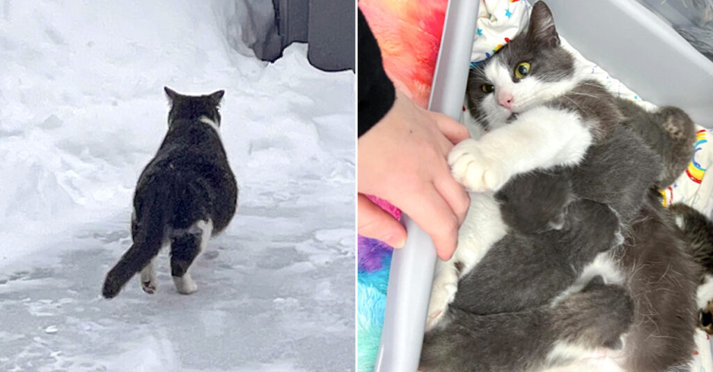 雪の中を彷徨い歩いていたところを保護された妊娠中の猫。子猫達を冬の